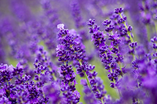 Fototapeta lavender flowers