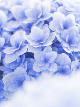 紫陽花images Browse 74 922 Stock Photos Vectors And Video Adobe Stock