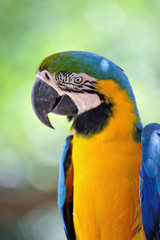 ルリコンゴウインコ