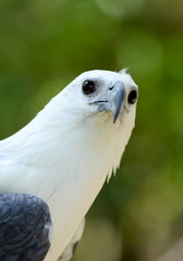 white bellie sea eagle