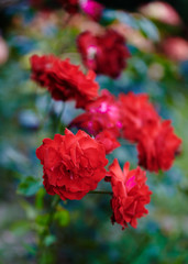 Red roses bush