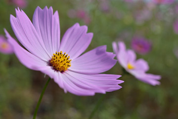 Obraz premium コスモス