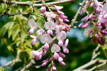 藤の花 桃色