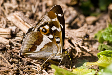 Schillerfalter