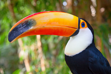Colorful tucan