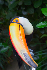 Colorful tucan