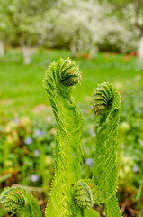 young green burgeon ferns in yard