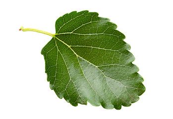 Mulberry leaf