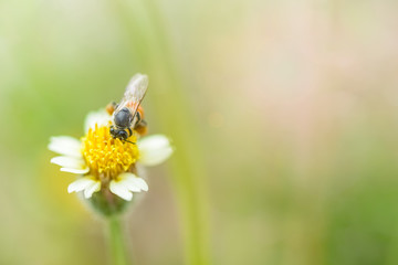 Obraz premium bee on mexican daisy macro grasses background blur