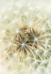 Close up of dandelion fluff