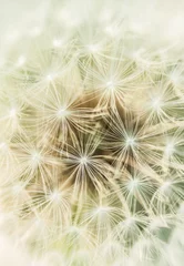 Foto auf Glas Close up of dandelion fluff © altocumulus