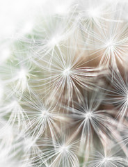 Close up of dandelion fluff