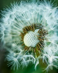 Foto auf Leinwand Close up of dandelion fluff © altocumulus