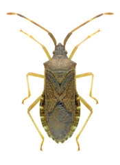 Bug Gonocerus acuteangulatus