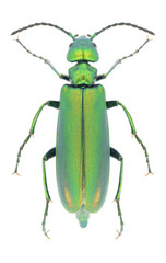 Beetle Lytta vesicatoria