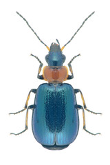 Beetle Lamprias cyanocephalus