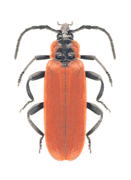 Beetle Lygistopterus sanguineus