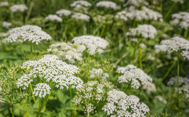 White flowering Cow Parsley from close