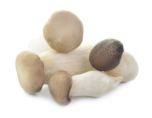 King Oyster mushrooms isolated on white background