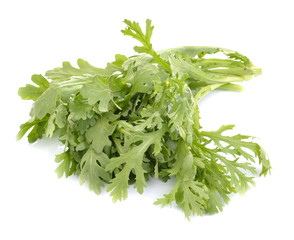 Fresh rucola salad or rocket lettuce leaves isolated on white