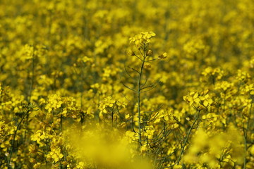 Obraz premium Rape field