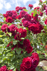 Red roses on a shrub