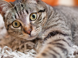 Cat portrait inside home
