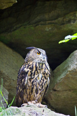 eagle owl