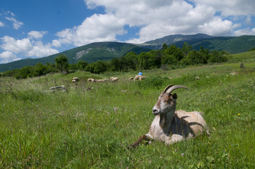 Fototapeta premium Farm animals