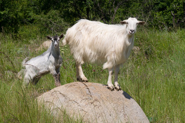 Obraz premium Farm animals