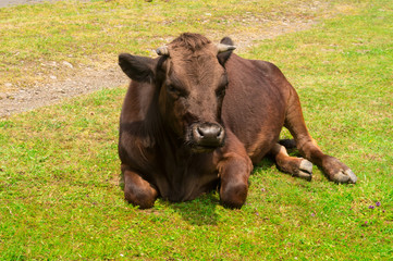 cow on grass