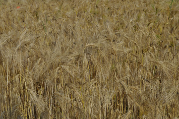 Field of barley cereals