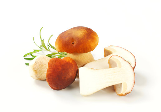 Fresh edible mushroom