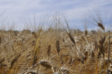 Fototapeta premium Field of barley cereals
