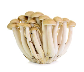 Brown beech mushrooms, Shimeji mushroom, Edible mushroom isolate