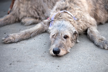 Fototapeta premium Irish Wolfhound resting