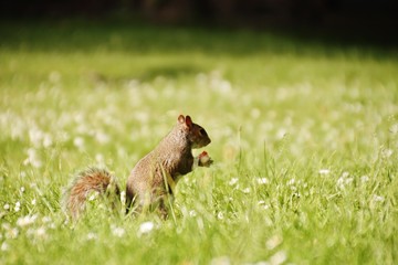 Squirrel in Greenwich Park