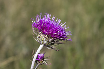 Agrimony