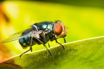 Housefly resting on green leaf