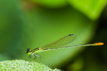 Dragonfly on green leaf