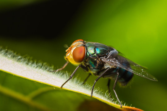 Housefly resting on green leaf