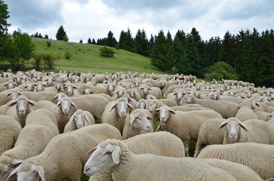 Schafherde