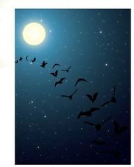 Fototapeta na wymiar Bats in night sky