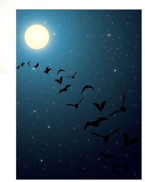 Bats in night sky