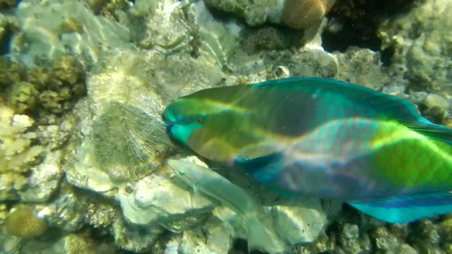 Rusty parrotfish feeding along the coral reef.
