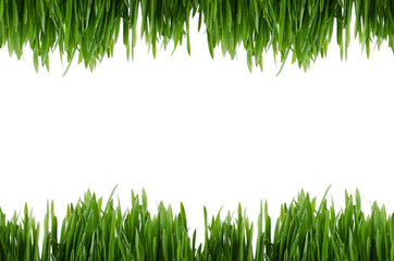 Green grass isolated on white background
