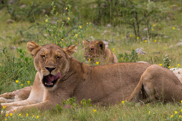 Lioness resting in the grass