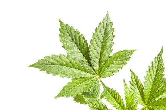 Cannabis sativum