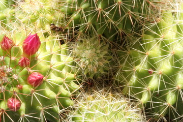 cactus 2