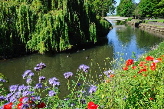 Wildflowers On Riverbank, Tamworth © Arena Photo UK